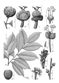 Image result for Drypetes