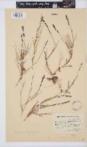 Image result for Eragrostis echinochloidea