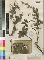Image result for Plicosepalus amplexicaulis