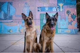 Puppy board and train nyc. Board And Train Best Dog Trainer Nyc Dog Training