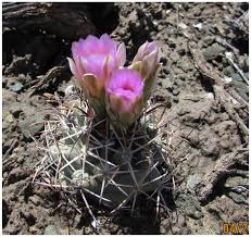 This event showcases products like plant and root sale, bridal shower, baby shower,, fine photography and an array of artwork, colors, japanese flower etc. Annotated Bibliography For The Colorado Hookless Cactus Sclerocactus Glaucus
