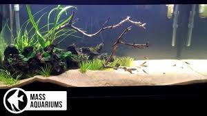 Black Furry Algae In Fish Tank Black Beard Algae 3 Easy Ways To Destroy Bba In Your Aquarium Plus Keeping Bba From Returning Youtube