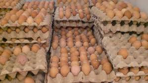 Check spelling or type a new query. Dongkrak Harga Ayam 10 Juta Telur Ditarik Dari Mesin Tetas