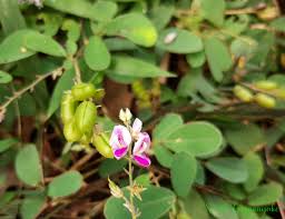 Image result for Pycnospora