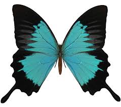 E S Butterfly V By Elevit Stock On Deviantart Butterfly Images Butterfly Png Images