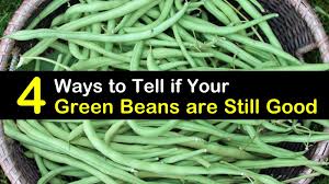 It's been tied up, so i don't anticipate any vermin, but i'd prefer to avoid food poisoning. 4 Ways To Tell If Your Green Beans Are Still Good