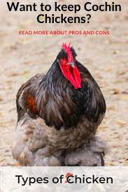 Pin On Raising Chickens