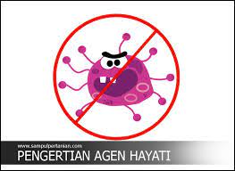Pengertian agens hayati menurut fao (1988) adalah mikroorganisme, baik yang terjadi secara beberapa agen hayati yang dapat digunakan untuk mengatasi hama wereng diantaranya adalah Pengertian Agens Hayati Atau Agensia Hayati