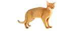Abyssinian cat - Wikipedia