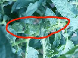 Small black worms on tomato plants. Black Stuff On Tomatoes Extension Master Gardener Volunteers Of Durham County