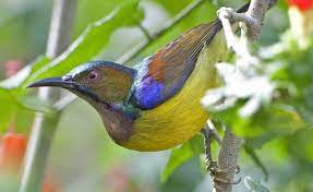 Berikut ini galeri foto kolibri. Mengenal Burung Kolibri Kelapa Dan Cara Perawatannya