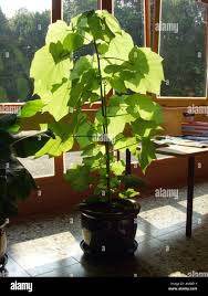 Image result for Sparrmannia africana