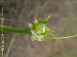 Image result for Cucumis bryoniifolius