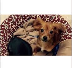 Age, size, breed, behavior, medical condition, and public demand. Diane S Discount Pet Supplies Adoption Center Home