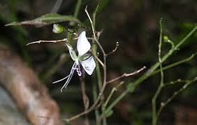 Image result for Aneilema zebrinum