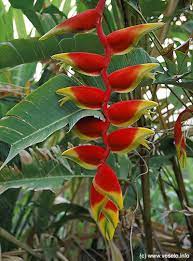Pin On Flowers Tropicals