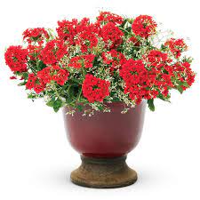 Flower colors are yellow, orange, cream, white, red, scarlet, pink and fuchsia, and you can usually find mixes of colors when you buy plants at the nursery. Plant Red And White Annuals For Canada 150 Cut And Dried Flower Farm