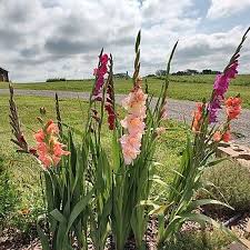 Image result for Gladiolus hollandii