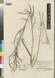 Image result for Hyparrhenia gazensis