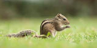 The indian palm squirrel has little triangular ears on the sides of its head and big black eyes. The Indian Palm Squirrel Funambulus Palmarum By Wendy Jungledragon