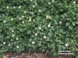 Image result for Buxaceae