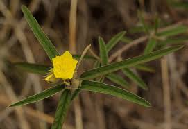 Image result for Melhania