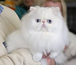 But hay 18 i read up on persians, i have a himalayan and just wanted to know everything. Are All White Cats With Blue Eyes Deaf Metaphorical Platypus Cat With Blue Eyes Persian Cat White Cat Lifespan