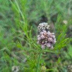 Image result for Athroisma