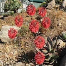 Image result for Corallocarpus welwitschii