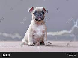 They are also born with floppy ears. Lilac Fawn Colored Image Photo Free Trial Bigstock