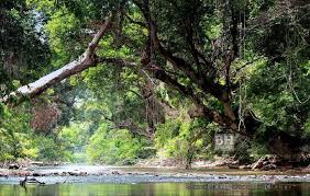 It is located in merapoh, kuala lipis, pahang. Taman Negara Kuala Tahan Dibuka Semula