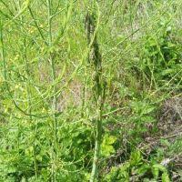 Image result for Asparagus petersianus