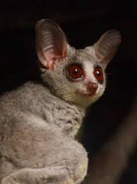 Image footage music editorial dev api. Moholi Galago Mohol Bushbaby Galago Moholi Zoo Frankfu Flickr