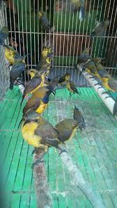 Kicau burung sikatan belang decu kembang. Harga Ter Update 2020 Baru Boskuuuh Kios Burung Pirang Alfarez Facebook