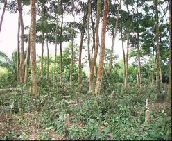 Image result for Scorodophloeus zenkeri