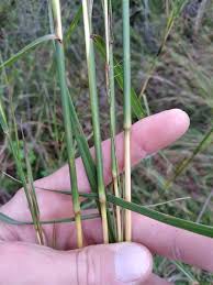 Image result for Hyparrhenia familiaris