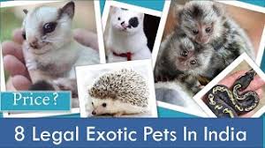 Check out the best models price, specifications, features and user ratings at mysmartprice. Exotic Pets In India You Can Buy Legally L With Price 2020 L Iguana L Monkey L Hedgehog L Squirrel Youtube