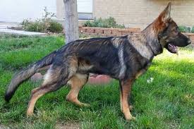 To view more top dog foods that can help with weight loss… click the link. 7 Best Dog Food For German Shepherd To Gain Weight Anything German Shepherd