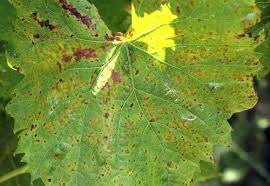 Image result for Pseudopeziza tracheiphila