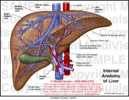 Oct 30, 2018 · the contents of the stomach move down through the duodenum with help from pancreatic enzymes and bile produced by the liver before entering. Internal Anatomy Of Liver Medical Illustration Medivisuals