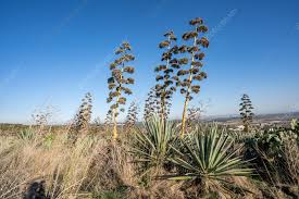 Image result for Agave sisalana