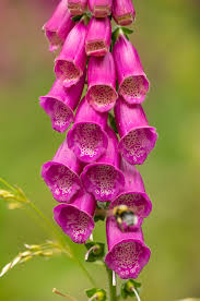 Image result for Digitalis purpurea