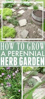 How To Grow A Perennial Herb Garden The Creek Line House In 2020 Outdoor Herb Garden Herb Garden Design Medicinal Herbs Garden