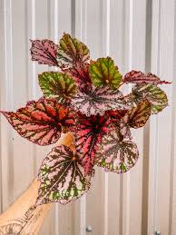 Image result for Begonia lacunosa