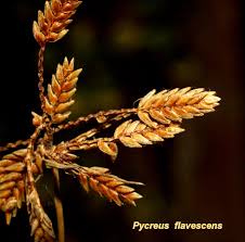 Image result for Pycreus flavescens