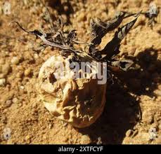 Image result for Trochomeria