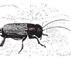 le grillon coloriage insectes cetoine sanrio nouveau