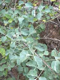 Image result for Oxyanthus zanguebaricus