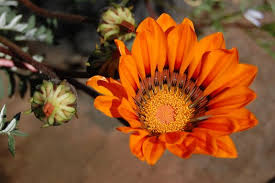 Image result for Gazania krebsiana