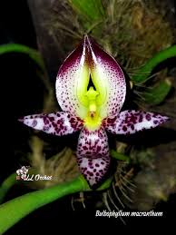 Image result for Bulbophyllum burttii